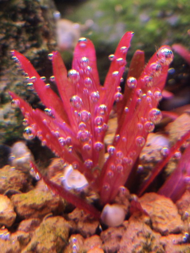 Photographie du post de Loran 