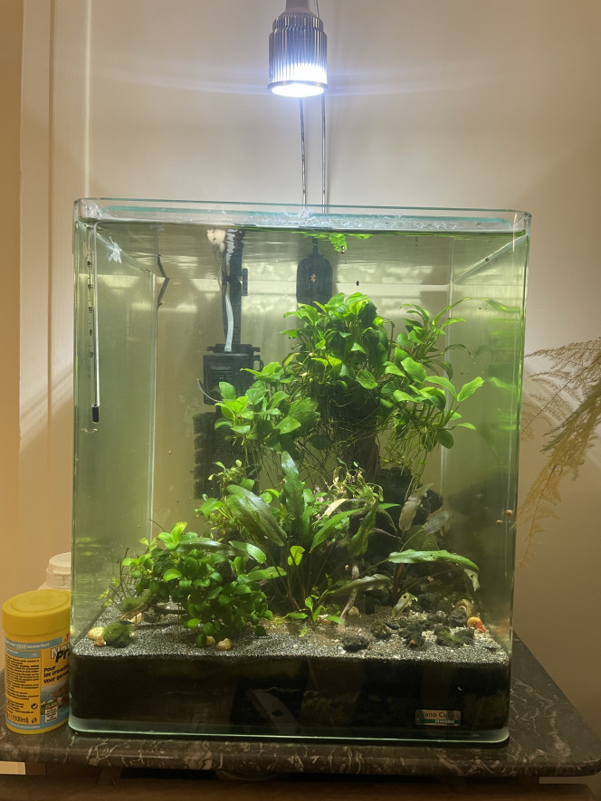  Aquarium repris entièrement, en eau depuis deux ans au moins dans cet état. A déménagé en eau y’a six mois.
Population : crevettes bleues. 
Bucephalandra, anubias principalement