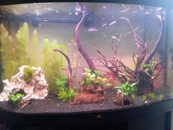 Photographie du post de Fafa1921 