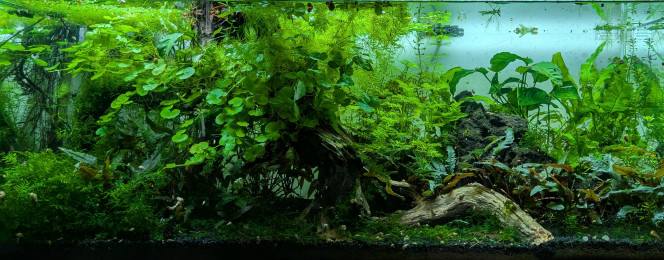 C'est un peu fouillis Je vais devoir songer à faire une coupe de printemps aux hydrocotyles