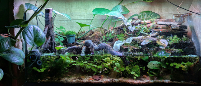 La pression monte J'envisage l'introduction de crabes vampires d'ici 2 ou 3 mois. 
Je dois encore fabriquer le couvercle et mettre au point un système de réglage de la hauteur de la rampe