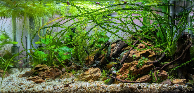 Je suis content de moi ? Le bac a été démarré le 22 février. 
J'ai l'impression qu'il est là depuis bien plus longtemps. 4 naissances de galaxys