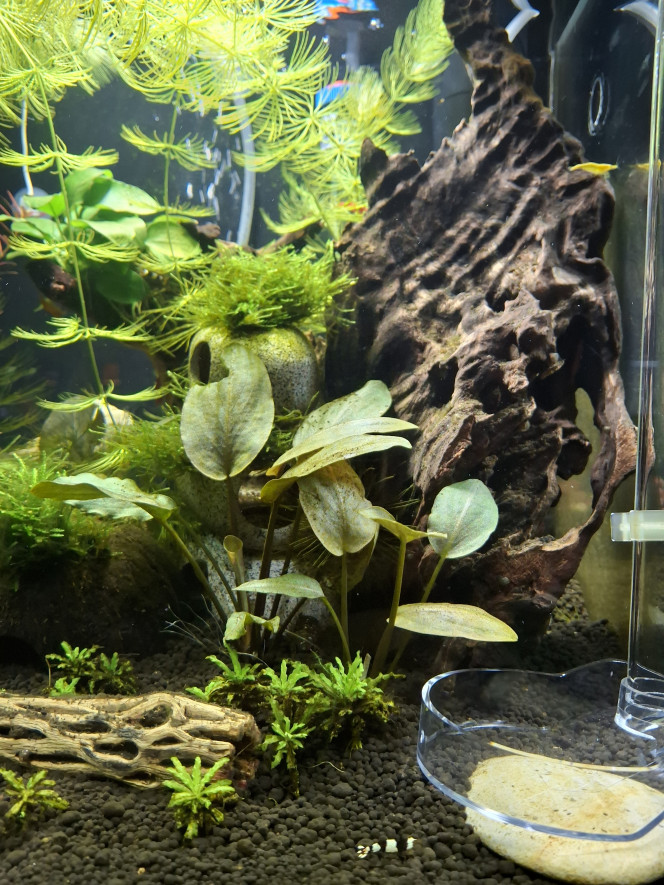 En cours de transfert... Le nouveau bac est prêt, transfert de la colonie en cours, petits travaux du weekend... 
5 neocaridinas grainées et les caridinas blackcrystal nées dans le précédent bac ont également déménagé. Elles semblent toutes se plaire dans ce nouveau bac plus grand :-). 
Il me reste une 10aine de bébés impossibles à attraper pour le moment car trop petits, patience patience...