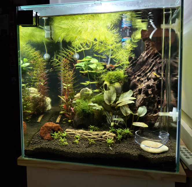 En cours de transfert... Le nouveau bac est prêt, transfert de la colonie en cours, petits travaux du weekend... 
5 neocaridinas grainées et les caridinas blackcrystal nées dans le précédent bac ont également déménagé. Elles semblent toutes se plaire dans ce nouveau bac plus grand :-). 
Il me reste une 10aine de bébés impossibles à attraper pour le moment car trop petits, patience patience...