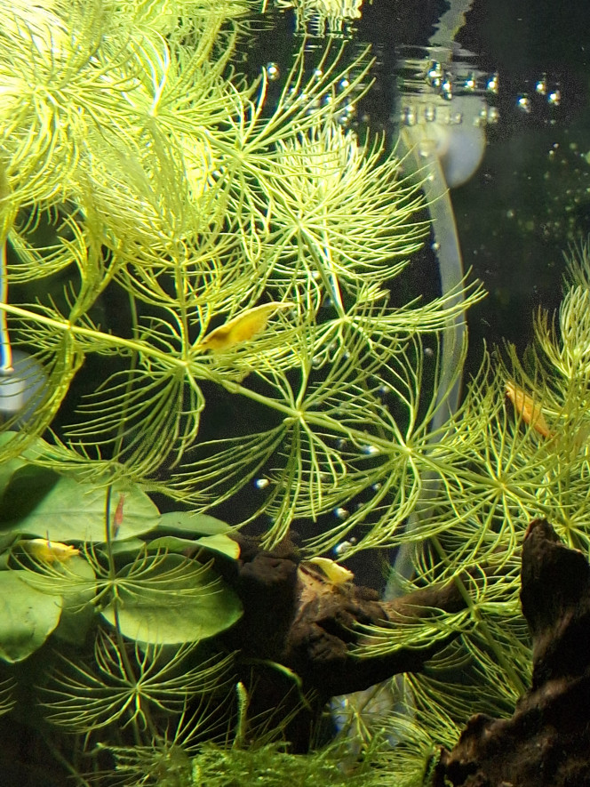 En cours de transfert... Le nouveau bac est prêt, transfert de la colonie en cours, petits travaux du weekend... 
5 neocaridinas grainées et les caridinas blackcrystal nées dans le précédent bac ont également déménagé. Elles semblent toutes se plaire dans ce nouveau bac plus grand :-). 
Il me reste une 10aine de bébés impossibles à attraper pour le moment car trop petits, patience patience...