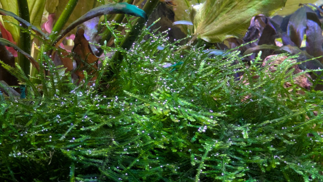 Photographie du post de Stephane06580 