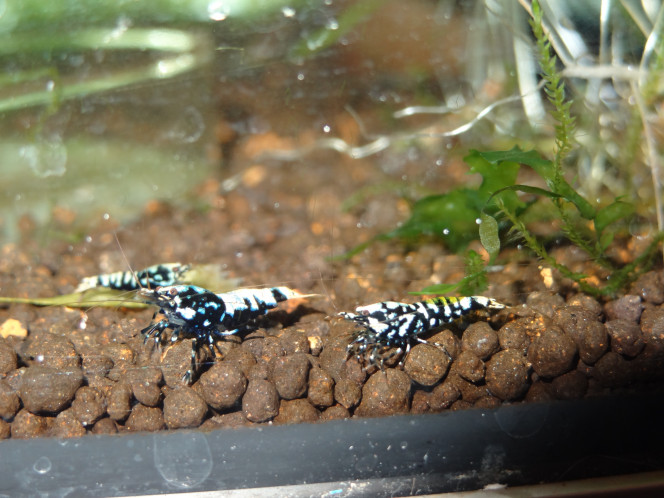 Photographie du post de Arno19 