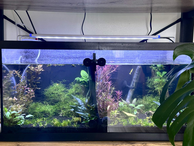 Nouveau aqua neocaridina & betta 