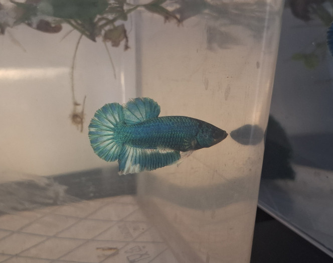 Photographie du post de Betta_dutch60 