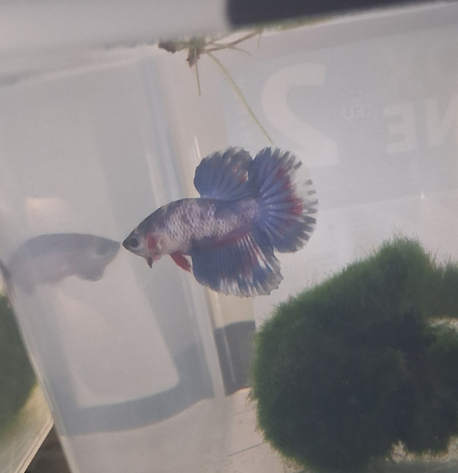 Photographie du post de Betta_dutch60 