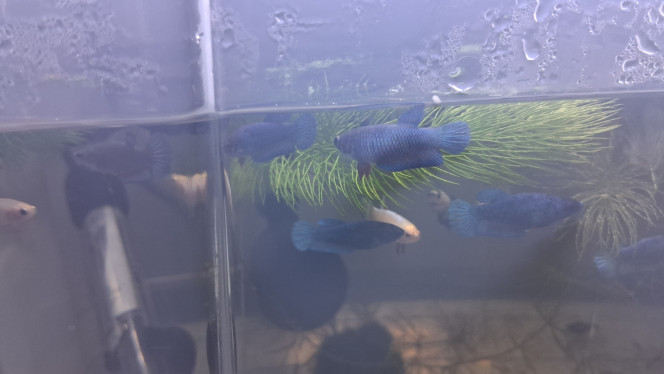 Photographie du post de Betta_dutch60 