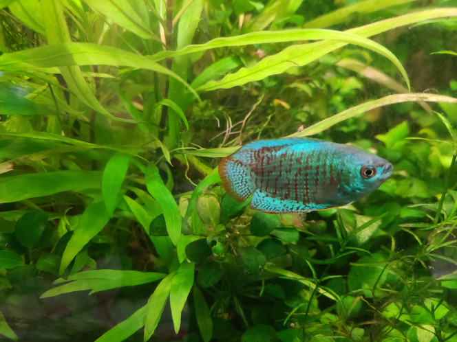 Photographie du post de laurent-galichet 