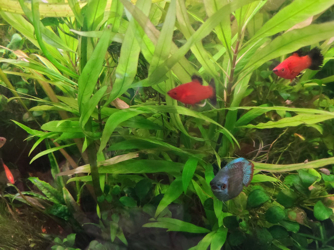 Photographie du post de laurent-galichet 