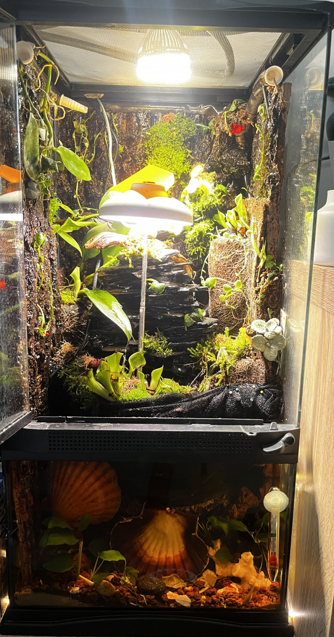 Mon Paludarium 