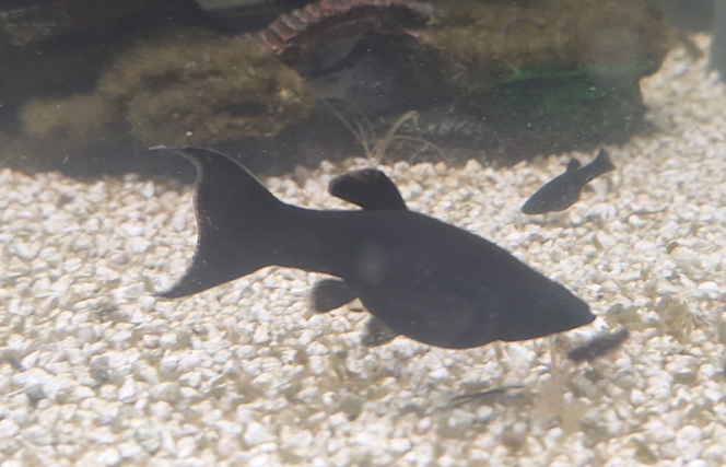 Photographie du post de kalua57 