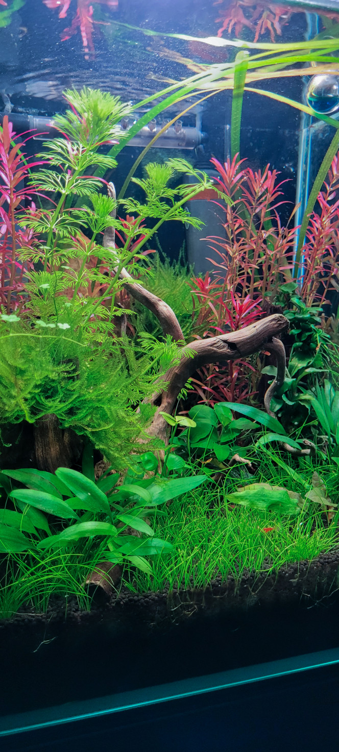 Entretien  hebdomadaire 