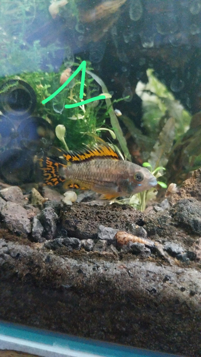 Photographie du post de Yoshi971 