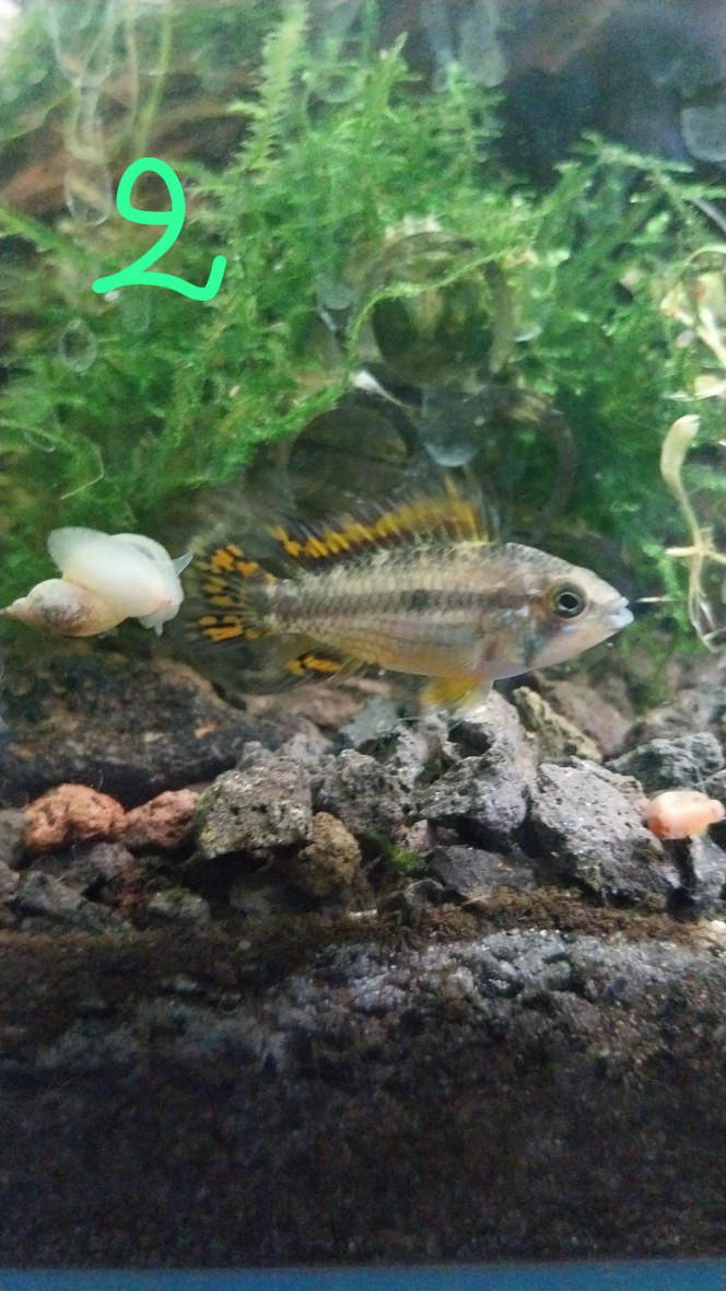 Photographie du post de Yoshi971 