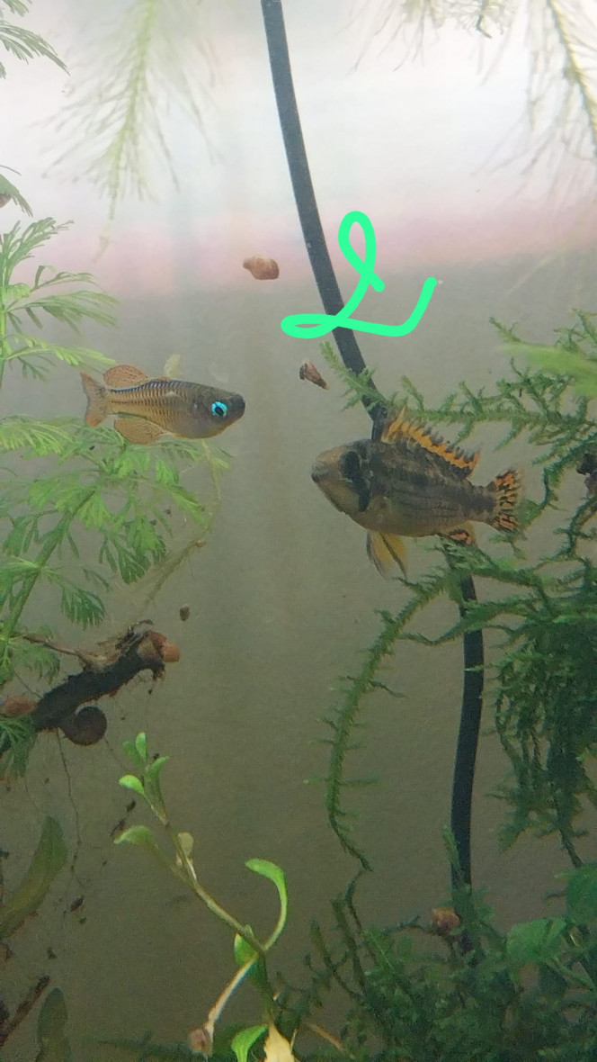 Photographie du post de Yoshi971 