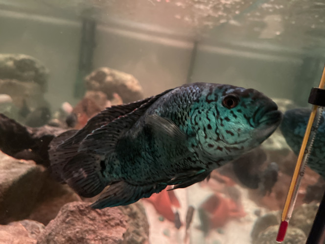 Photographie du post de Rifayudeen 