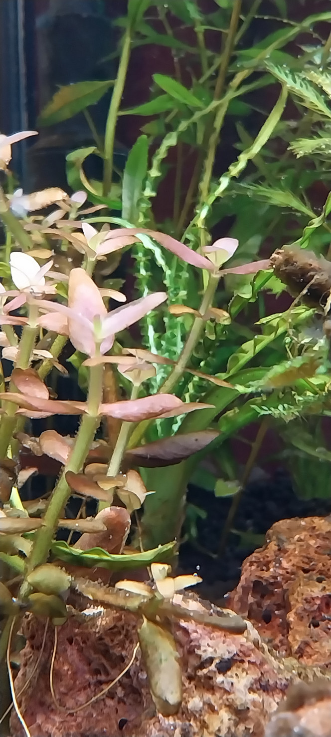 Photographie du post de STK54 