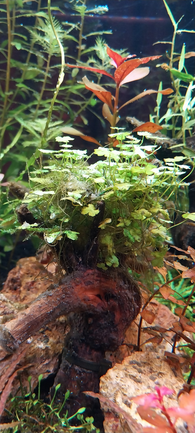 Photographie du post de STK54 