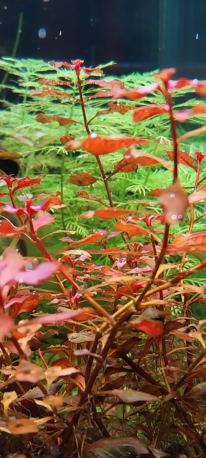 Photographie du post de STK54 