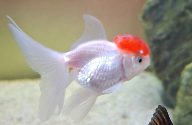 Photographie du post de fuzzytooth 