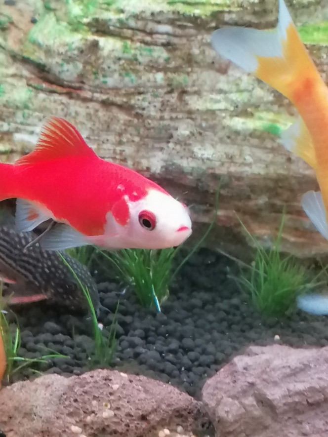 Photographie du post de Barbu62 