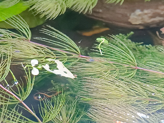 Photographie du post de littleoph 