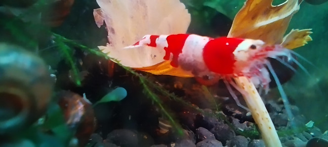 Photographie du post de AquaShrimp95 