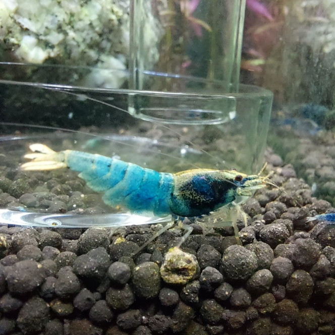 Photographie du post de aqua1230 