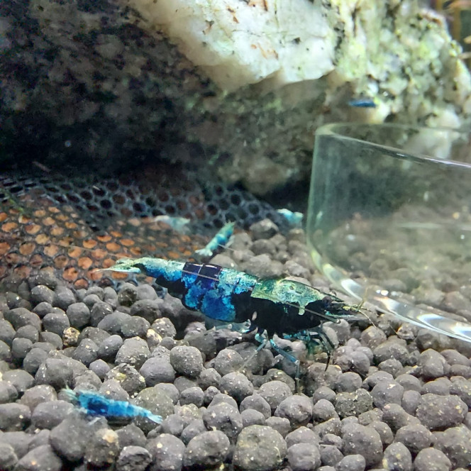 Photographie du post de aqua1230 