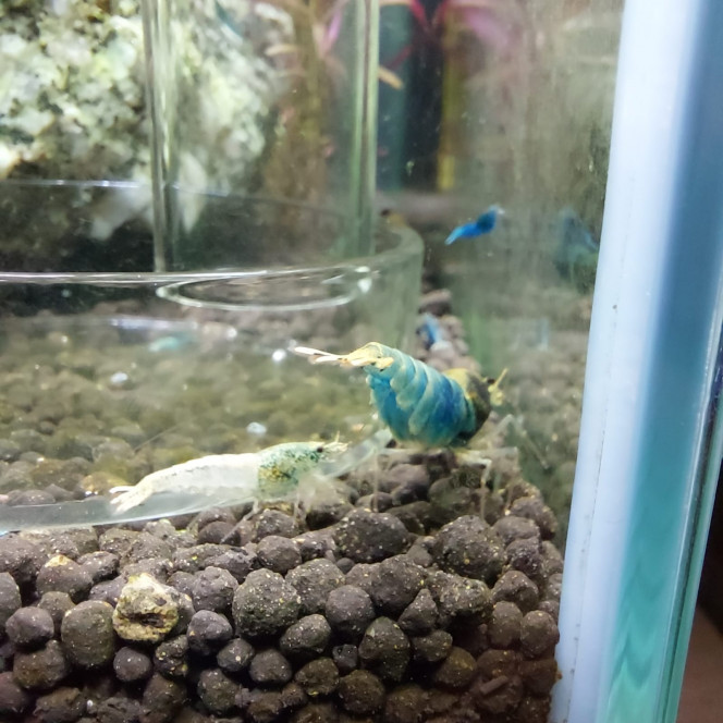 Photographie du post de aqua1230 