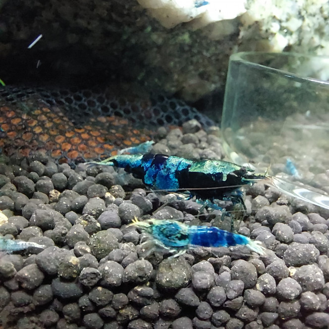 Photographie du post de aqua1230 