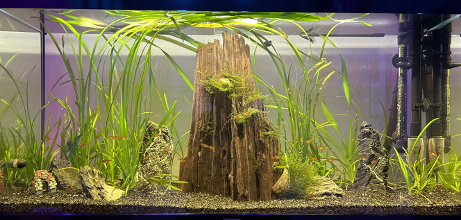 Maj du rendu de mon bac J’attend toujours la pousse complète des Vallisneria mais j’aime déjà le rendu. bientôt l’ajout de danio galaxy !