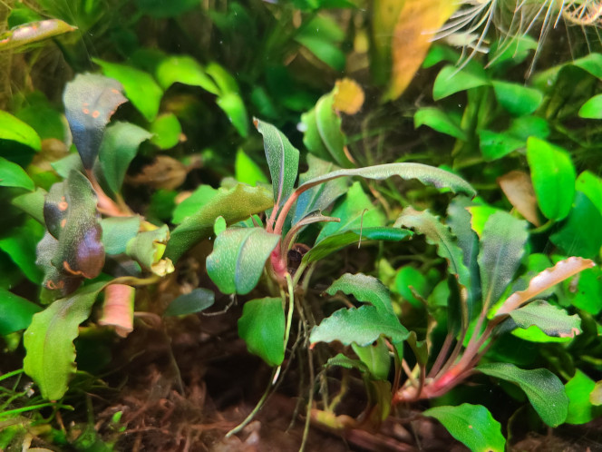 Photographie du post de laurent-galichet 