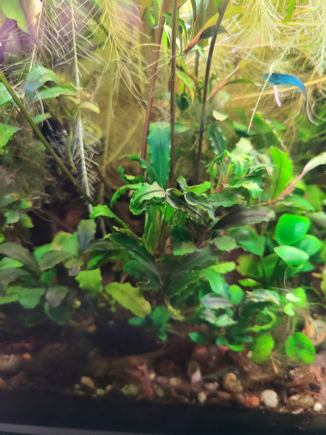 Photographie du post de laurent-galichet 