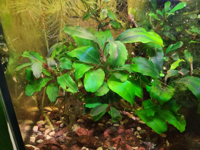 Photographie du post de laurent-galichet 