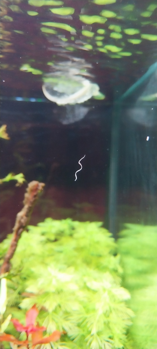 Photographie du post de STK54 