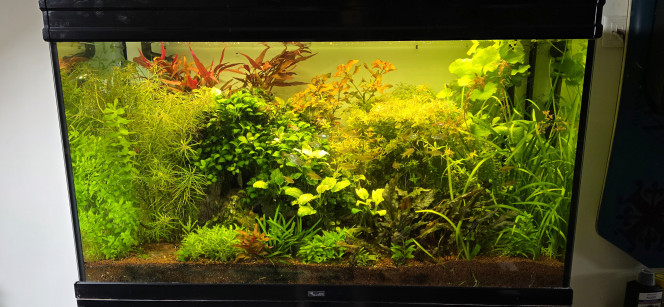 shrimp Park 70l hollandais 30l Iwagumi commentaire 30 l Amazonia Bonjour tout le monde,
Voilà quelques nouvelles des aquariums. Je vais vous faire tout ça en un seul bloc plutôt qu’en plusieurs morceaux.
Pour commencer, les deux bacs à crevettes : les femelles ont toutes lâché leurs bébés. Je les ai donc récupérées, ainsi que les mâles sélectionnés, et je les ai remis dans le 30 L Amazonia.
Il ne reste donc que des juvéniles et des zoés dans ces deux petits aquariums, que je vais laisser grandir avant de faire un tri par la suite.
J’ai aussi ajouté des chauffages pour accélérer leur croissance.
Dans le bac communautaire, rien ne change : ça pousse, ça vit, ça tourne tout seul.
Dans mon Iwagumi, toujours en dry start. Je pense que ça fait maintenant une quinzaine de jours, je n’ai même pas vraiment compté.
Ça continue de pousser, ça s’améliore, et je pense le laisser encore comme ça une quinzaine de jours avant de décider de le remettre en eau.
Dans mon bac hollandais, j’ai déjà fait une première coupe importante, assez grossière, pour redonner du volume.
Les poissons se portent à merveille et commencent à reprendre leurs vraies couleurs, signe qu’ils se plaisent bien dans cet aquarium.
Et enfin, le bac amazonien : le sol n’a pas été changé, les paramètres sont bons, et vu le nombre de naissances que j’ai encore eu, je pense que ça va rester comme ça pour le moment.
On ne change pas une équipe qui gagne.
Pour le reste, le temps fera son affaire.?