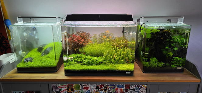 shrimp Park 70l hollandais 30l Iwagumi commentaire 30 l Amazonia Bonjour tout le monde,
Voilà quelques nouvelles des aquariums. Je vais vous faire tout ça en un seul bloc plutôt qu’en plusieurs morceaux.
Pour commencer, les deux bacs à crevettes : les femelles ont toutes lâché leurs bébés. Je les ai donc récupérées, ainsi que les mâles sélectionnés, et je les ai remis dans le 30 L Amazonia.
Il ne reste donc que des juvéniles et des zoés dans ces deux petits aquariums, que je vais laisser grandir avant de faire un tri par la suite.
J’ai aussi ajouté des chauffages pour accélérer leur croissance.
Dans le bac communautaire, rien ne change : ça pousse, ça vit, ça tourne tout seul.
Dans mon Iwagumi, toujours en dry start. Je pense que ça fait maintenant une quinzaine de jours, je n’ai même pas vraiment compté.
Ça continue de pousser, ça s’améliore, et je pense le laisser encore comme ça une quinzaine de jours avant de décider de le remettre en eau.
Dans mon bac hollandais, j’ai déjà fait une première coupe importante, assez grossière, pour redonner du volume.
Les poissons se portent à merveille et commencent à reprendre leurs vraies couleurs, signe qu’ils se plaisent bien dans cet aquarium.
Et enfin, le bac amazonien : le sol n’a pas été changé, les paramètres sont bons, et vu le nombre de naissances que j’ai encore eu, je pense que ça va rester comme ça pour le moment.
On ne change pas une équipe qui gagne.
Pour le reste, le temps fera son affaire.?