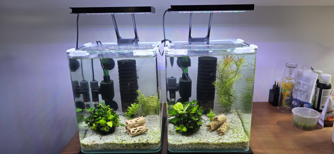 shrimp Park 70l hollandais 30l Iwagumi commentaire 30 l Amazonia Bonjour tout le monde,
Voilà quelques nouvelles des aquariums. Je vais vous faire tout ça en un seul bloc plutôt qu’en plusieurs morceaux.
Pour commencer, les deux bacs à crevettes : les femelles ont toutes lâché leurs bébés. Je les ai donc récupérées, ainsi que les mâles sélectionnés, et je les ai remis dans le 30 L Amazonia.
Il ne reste donc que des juvéniles et des zoés dans ces deux petits aquariums, que je vais laisser grandir avant de faire un tri par la suite.
J’ai aussi ajouté des chauffages pour accélérer leur croissance.
Dans le bac communautaire, rien ne change : ça pousse, ça vit, ça tourne tout seul.
Dans mon Iwagumi, toujours en dry start. Je pense que ça fait maintenant une quinzaine de jours, je n’ai même pas vraiment compté.
Ça continue de pousser, ça s’améliore, et je pense le laisser encore comme ça une quinzaine de jours avant de décider de le remettre en eau.
Dans mon bac hollandais, j’ai déjà fait une première coupe importante, assez grossière, pour redonner du volume.
Les poissons se portent à merveille et commencent à reprendre leurs vraies couleurs, signe qu’ils se plaisent bien dans cet aquarium.
Et enfin, le bac amazonien : le sol n’a pas été changé, les paramètres sont bons, et vu le nombre de naissances que j’ai encore eu, je pense que ça va rester comme ça pour le moment.
On ne change pas une équipe qui gagne.
Pour le reste, le temps fera son affaire.?