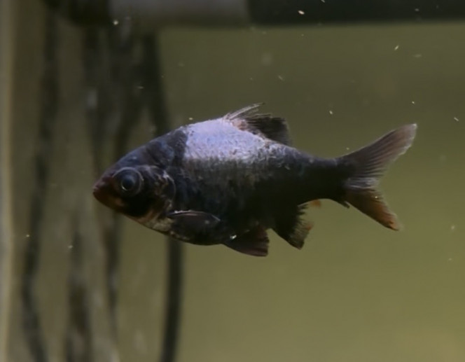 Photographie du post de ArcaLaNormande 