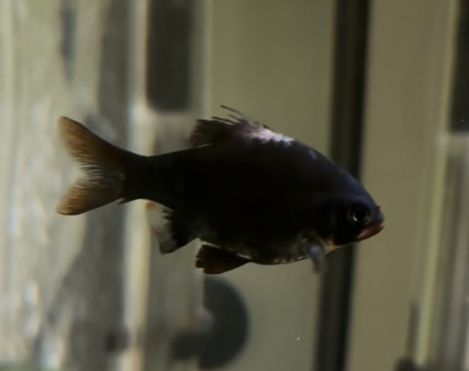 Photographie du post de ArcaLaNormande 