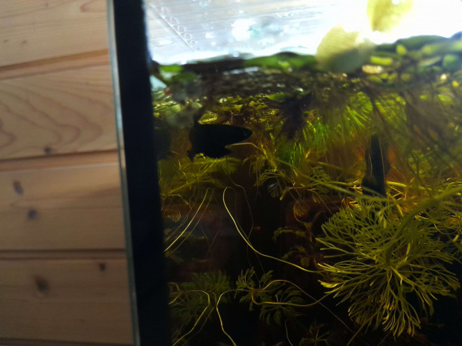 Les bettas coccina se reproduisent Moins de 2 semaines après leur arrivée un des mâle a construit deux nids et un beau dimanche ils ont commencé une reproduction avec la femelle !
J'aime à penser que l'aquarium doit être confortable et la nourriture est bonne ?
Pour l'instant les petits sont encore dans le nid et commenceront à aller se cacher dans les feuilles bientôt. J'espère qu'il y aura assez de cachettes pour en avoir un maximum qui arrivent à l'âge adulte.
J'ai acheté deux étagères et j'ai récupéré un premier 23L cette semaine pour commencer à séparer cette future troupe.
Des photos nets sont difficiles à prendre mais les vidéos parlent mieux :
https://www.youtube.com/watch?v=4JDqSJnULRg&list=LL&index=2