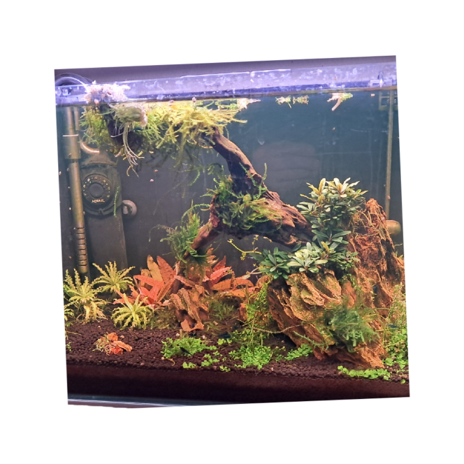 Photographie du post de CHAQUA 