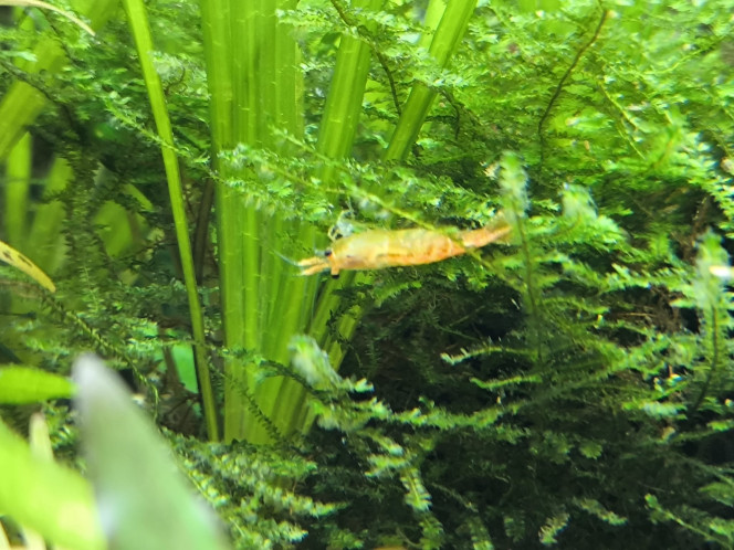 Photographie du post de Ffarfadet 