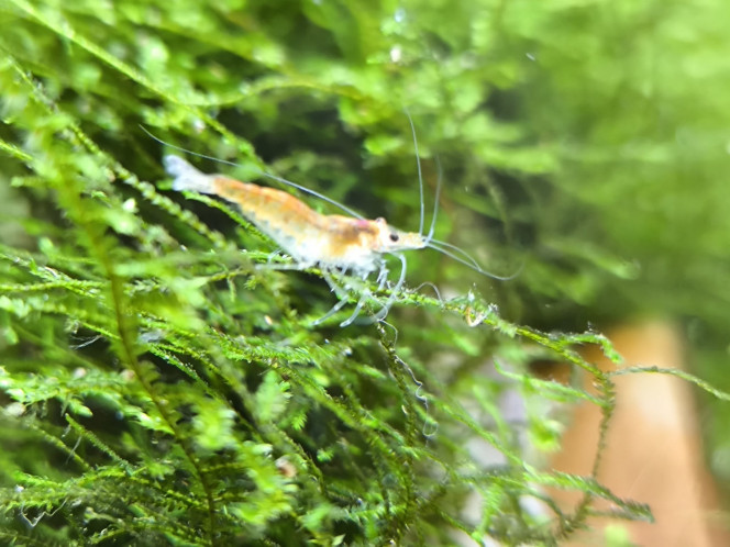 Photographie du post de Ffarfadet 