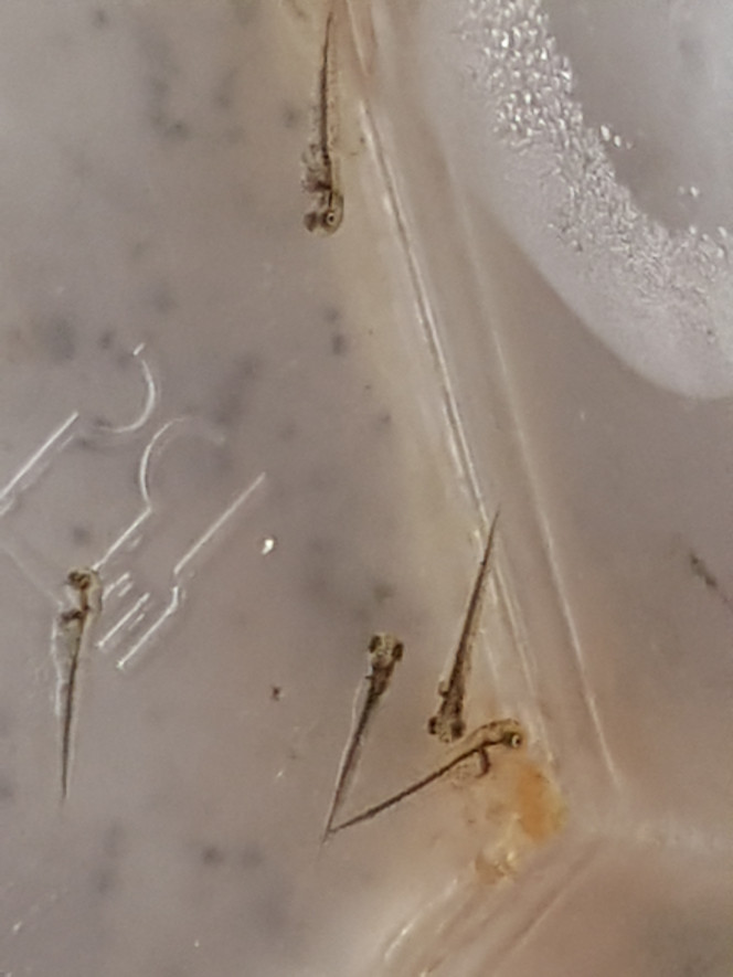 Photographie du post de NEGUS69 